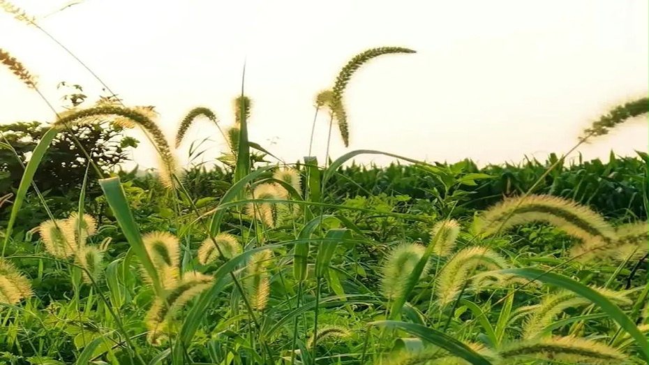 狗尾巴草