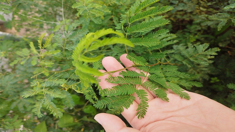 勒仔樹(shù)種子