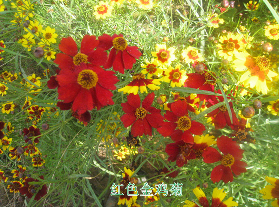 3紅色金雞菊