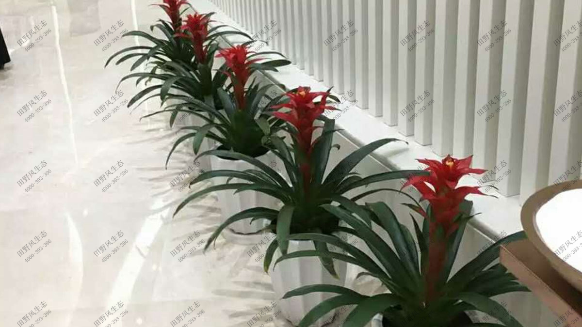 商場(chǎng)植物花卉組合租擺,植物租擺