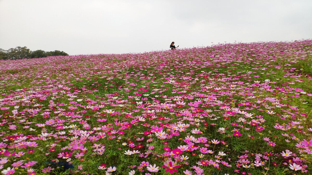 波斯菊種子