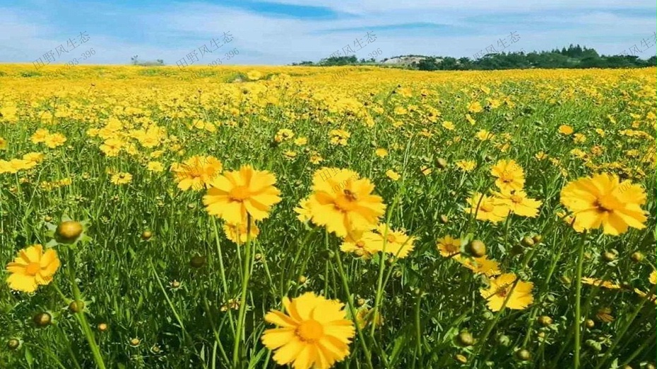 金雞菊花種子