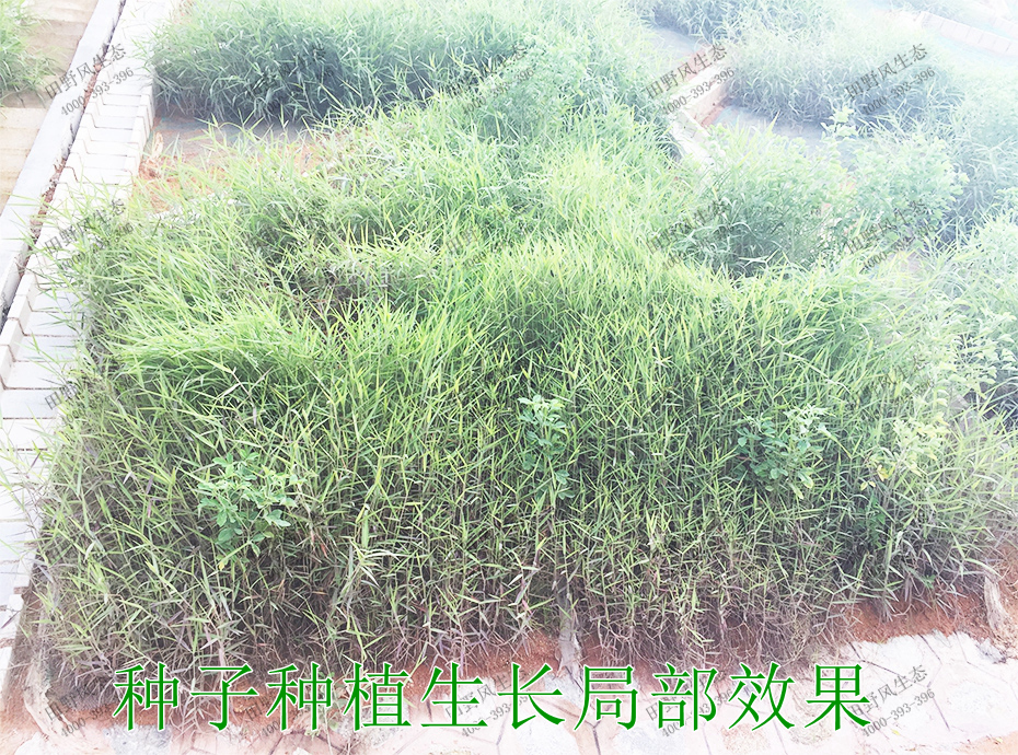 5種子種植生長(zhǎng)局部效果